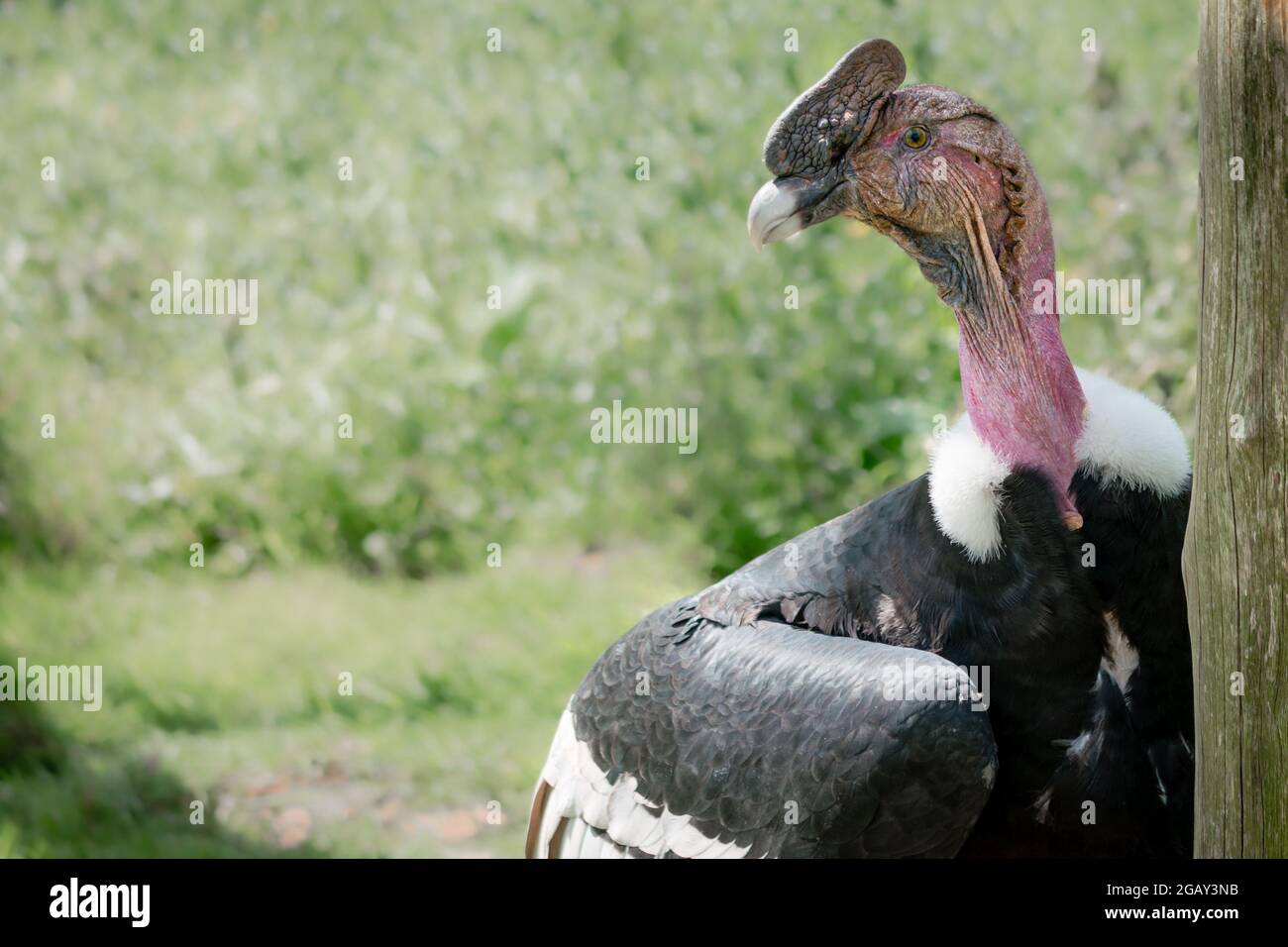 Profilo ritratto di un condor andino maschile che mostra il suo zio pettine e l'ala con spazio bianco Foto Stock