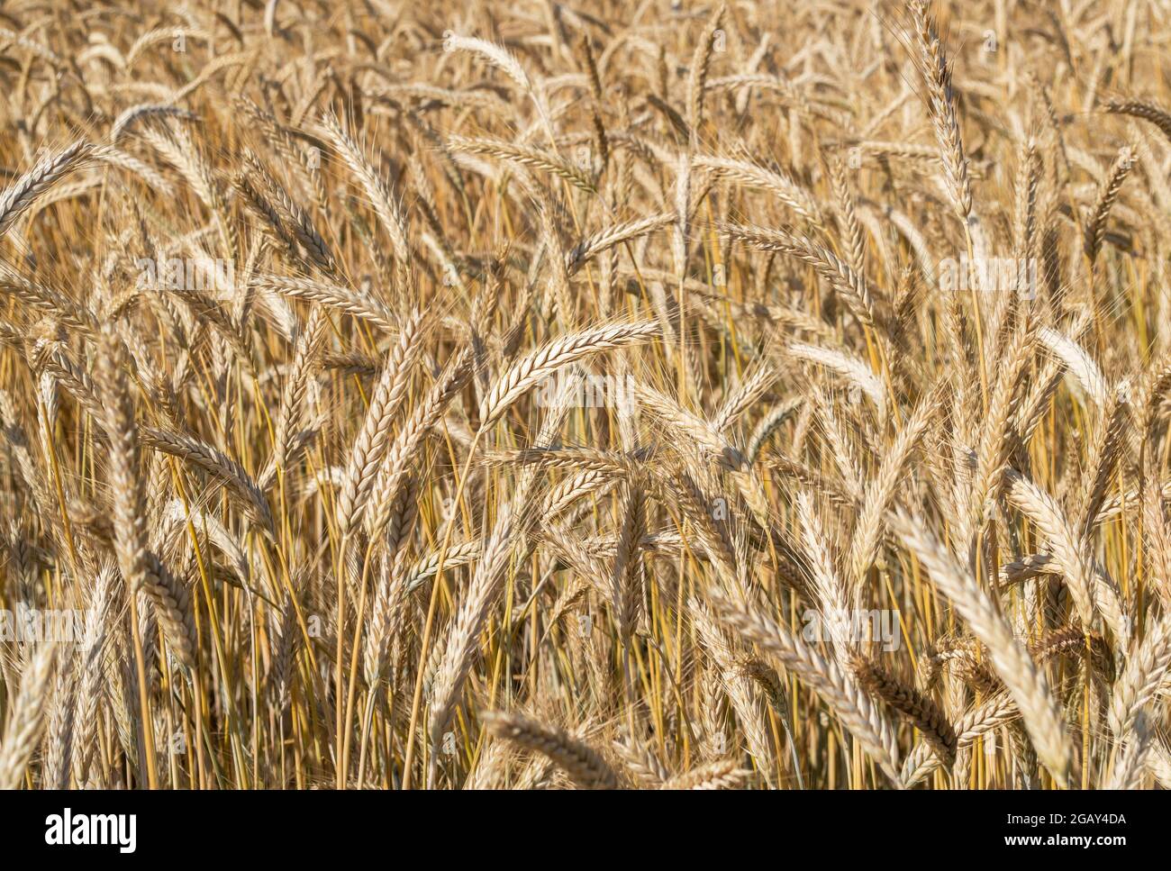Campo di grano maturo. Gli spikelets di grano sono pronti per raccogliere. Concetto di azienda agricola Foto Stock