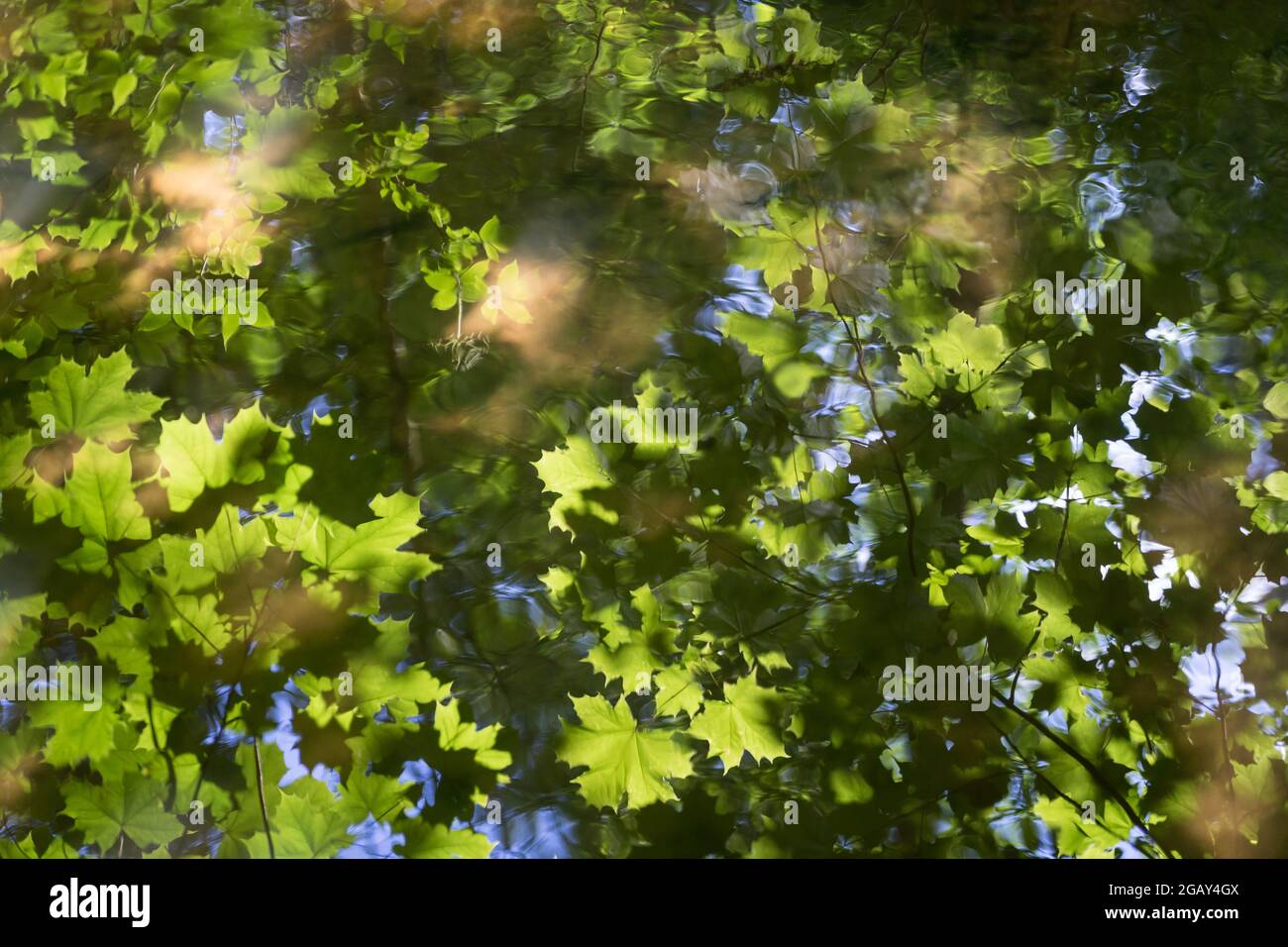 riflessi estivi di foglie di acero verde fresco e luce solare calda in acqua tranquilla Foto Stock