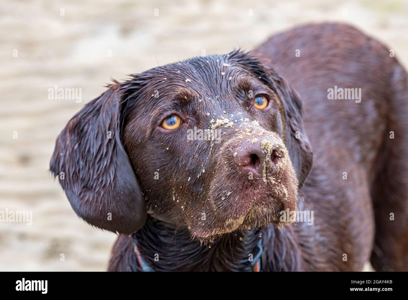 labrador e springer spaniel cross, gundog che guarda carino, cane cheeky, cane bello, cane attraente, cane dolce, cane da passeggio, cane sano. Foto Stock