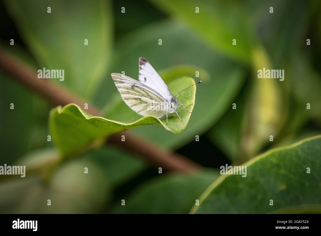 Farfalla bianca di Smallia appoggiata su una foglia di magnolia, Foto Stock