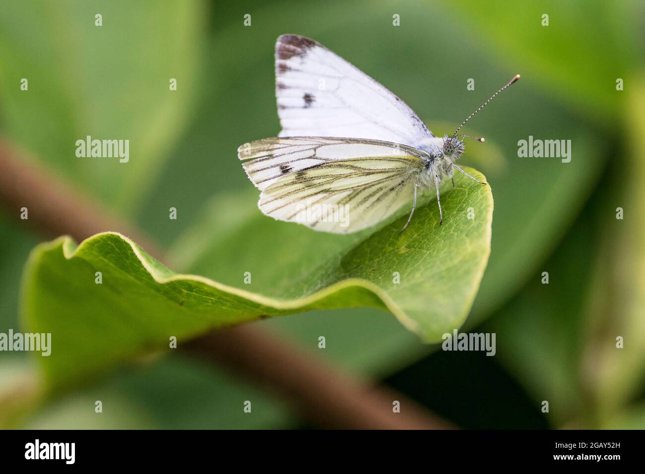 Farfalla bianca di Smallia appoggiata su una foglia di magnolia, Foto Stock