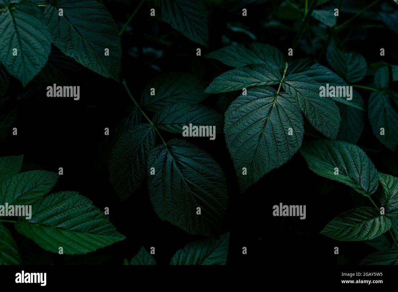 Un primo piano di una pianta verde molto oscura e moody Foto Stock