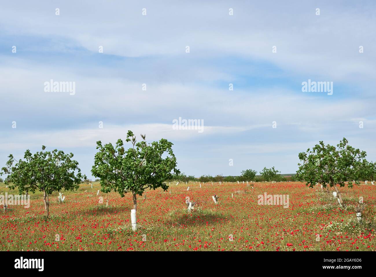 Campo di pistacia vera o pistacchio con fiori di papavero selvatici primaverili Foto Stock
