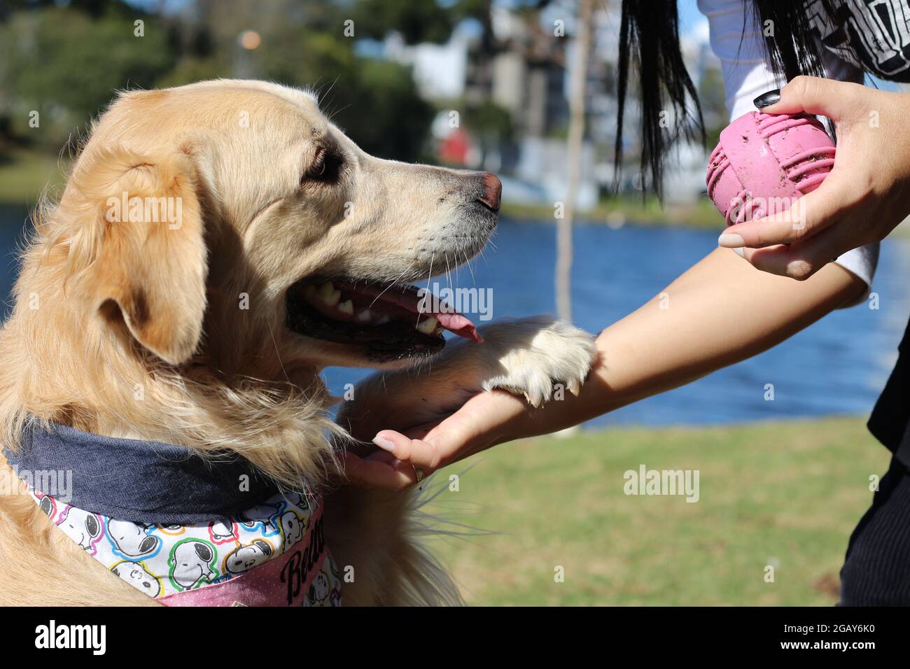 Una donna Golden Retriever fissa la palla per giocare mentre riposa la zampa sul braccio della sua mummia umana. Foto Stock
