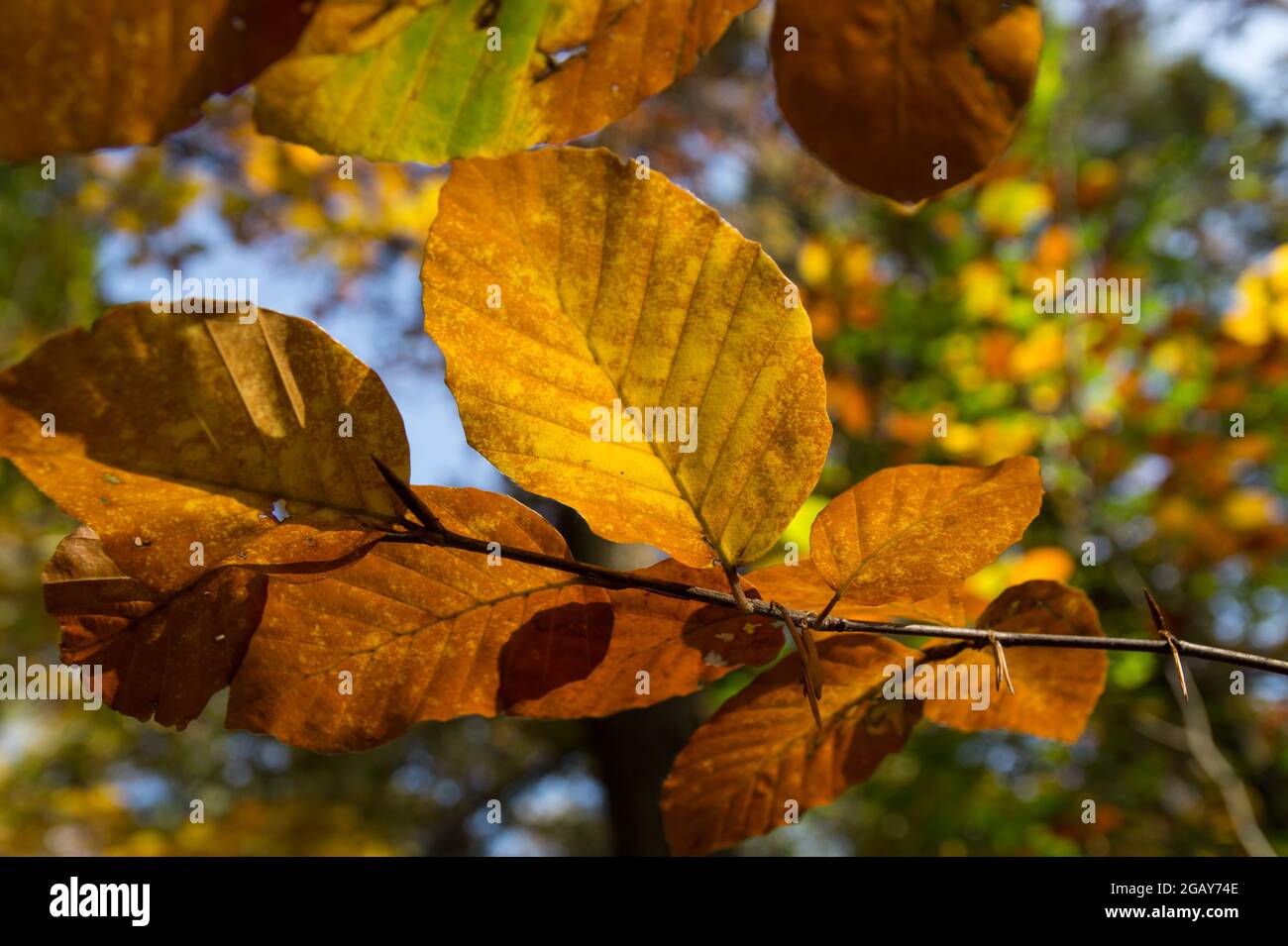 belle foglie dorate di faggio nella tranquilla foresta autunnale Foto Stock