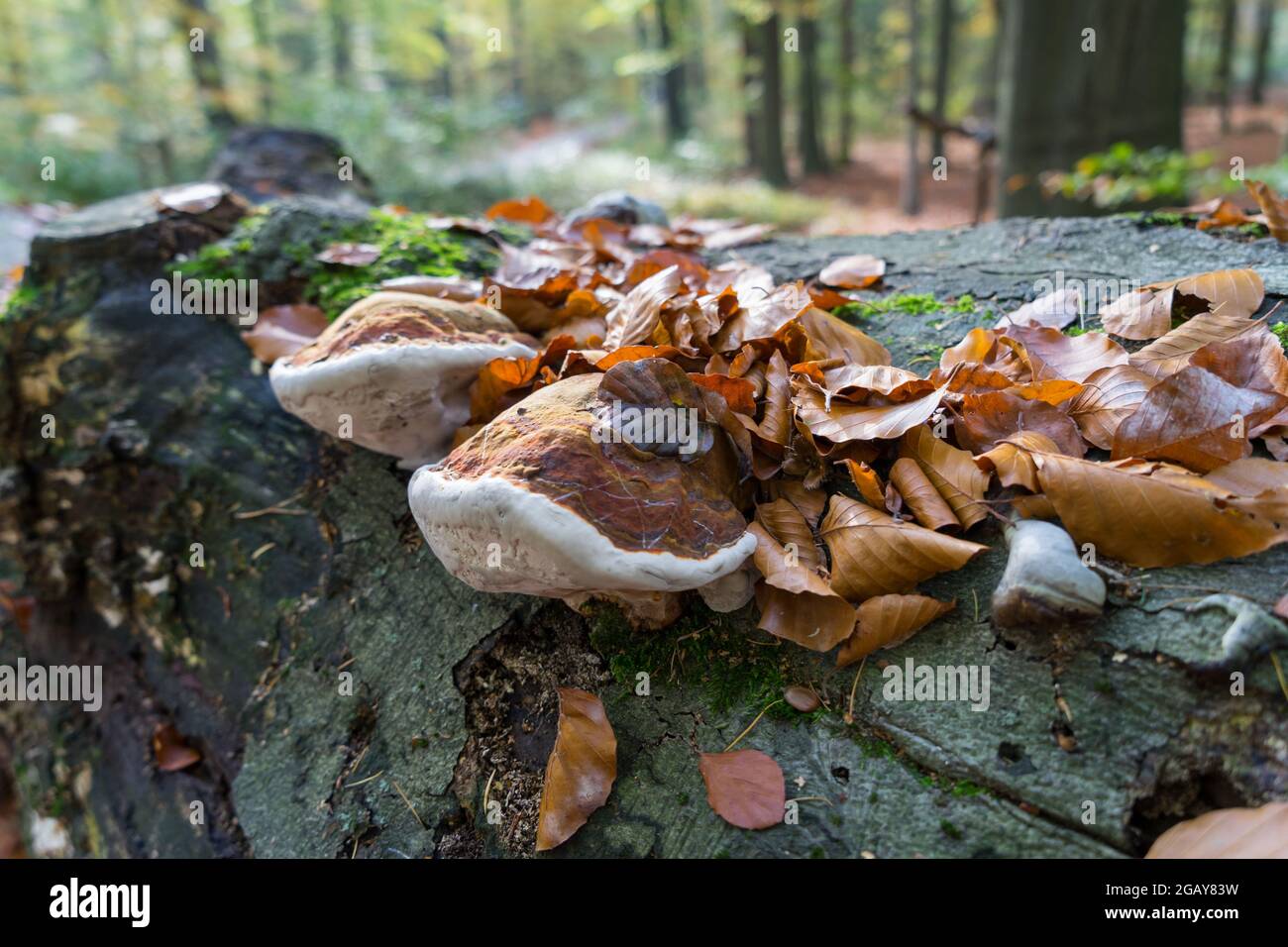 antico tronco di alberi foglie e funghi marroni nella magica foresta d'autunno Foto Stock