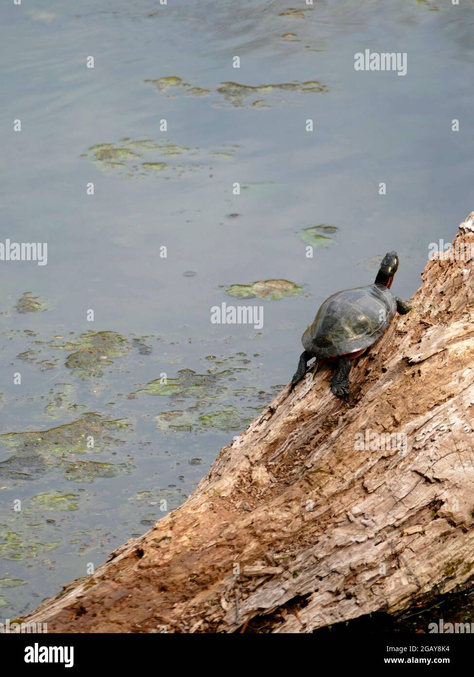 Tartaruga con cursore dalle orecchie rosse che si stagna sul tronco di legno di un tronco di albero caduto sopra un laghetto paludoso Foto Stock