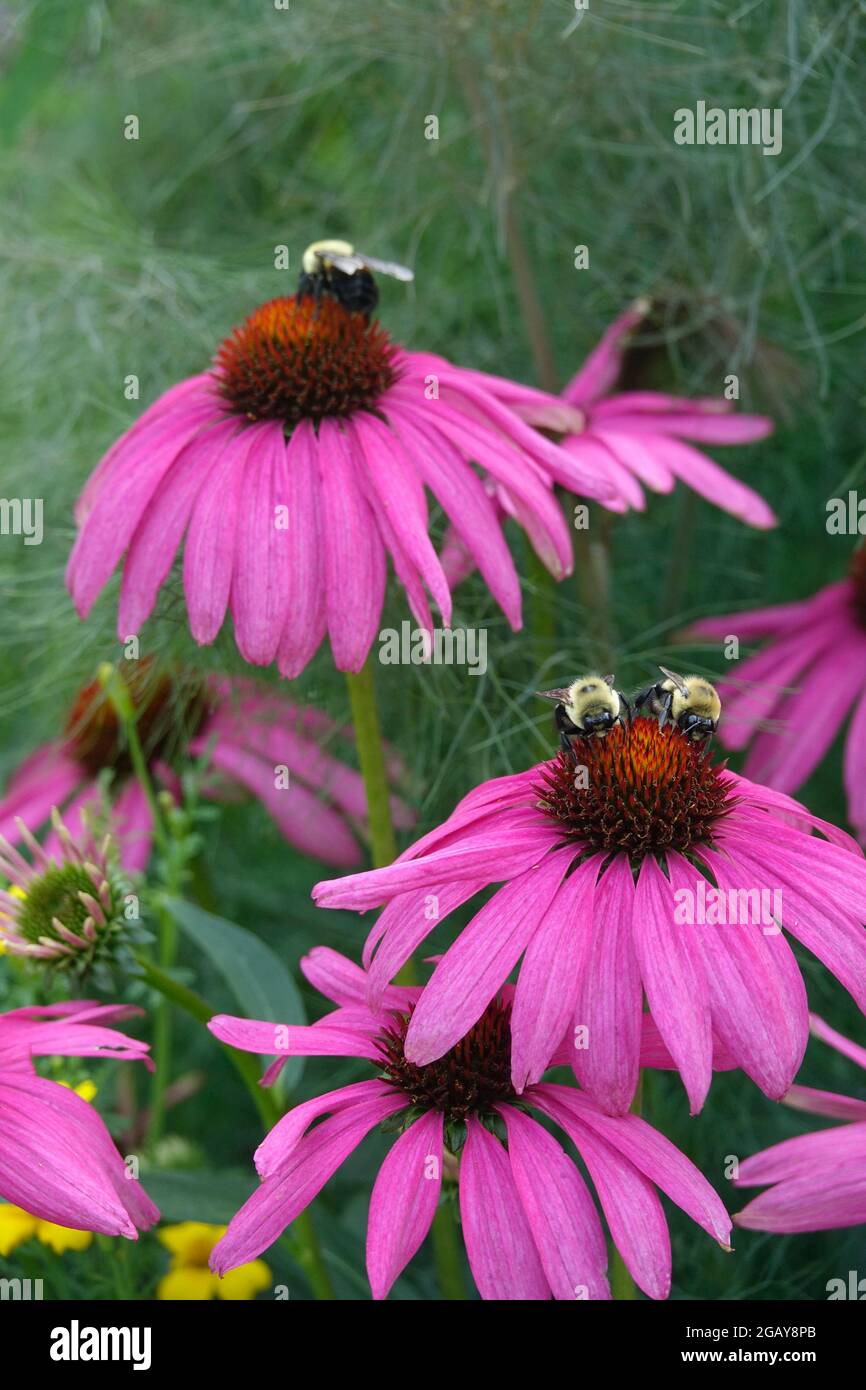 Bumble Bee che alimenta su Purple Coneflower Echinacea pianta di fioritura in un giardino Foto Stock
