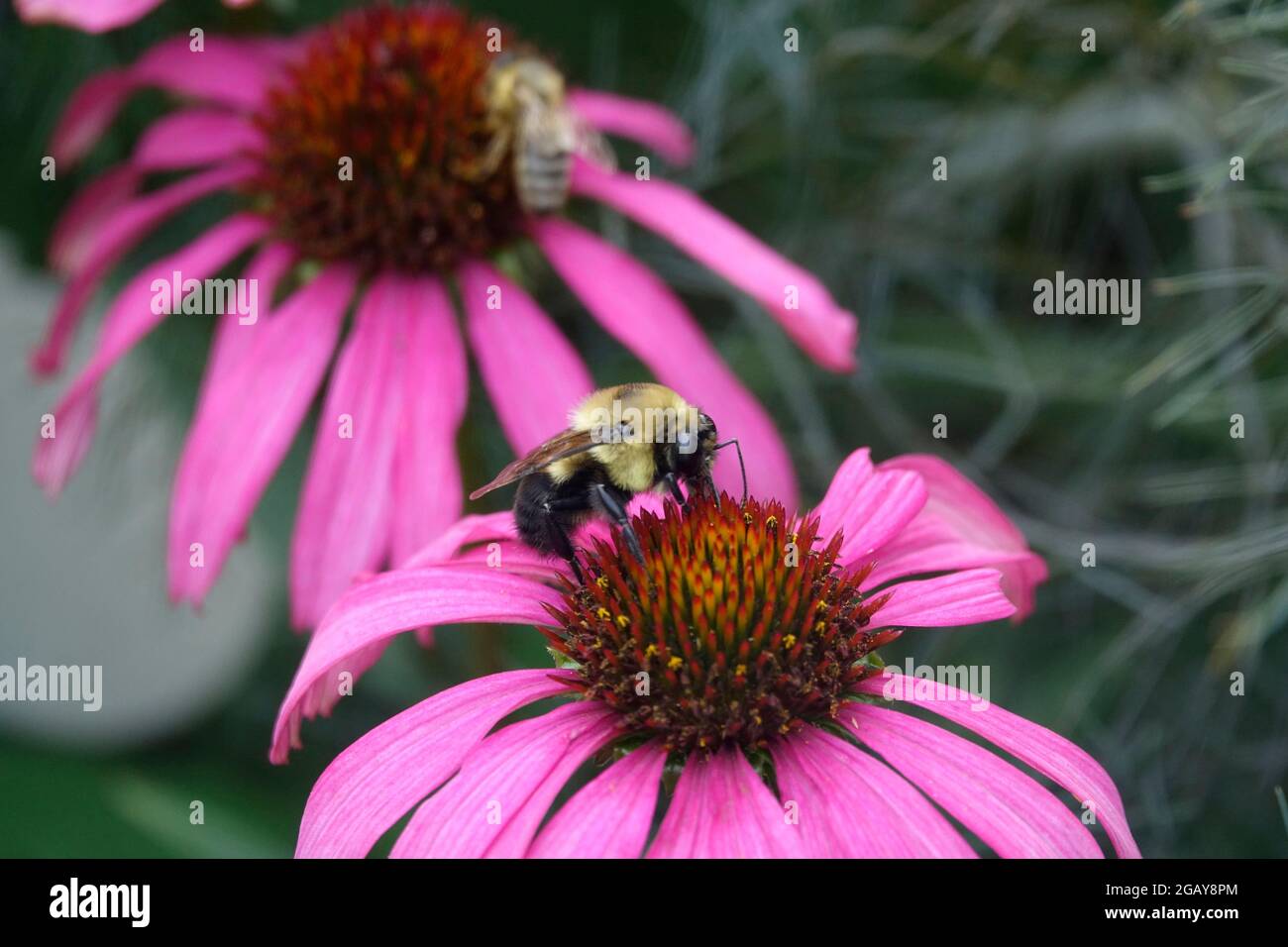 Bumble Bee che alimenta su Purple Coneflower Echinacea pianta di fioritura in un giardino Foto Stock