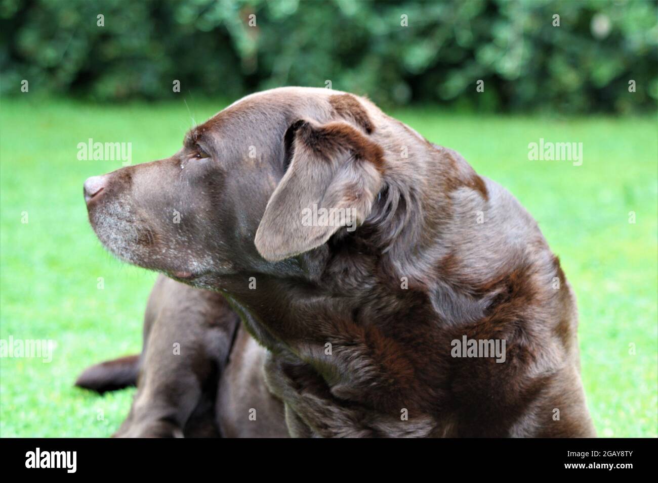 Labrador al cioccolato rilassante in giardino Foto Stock