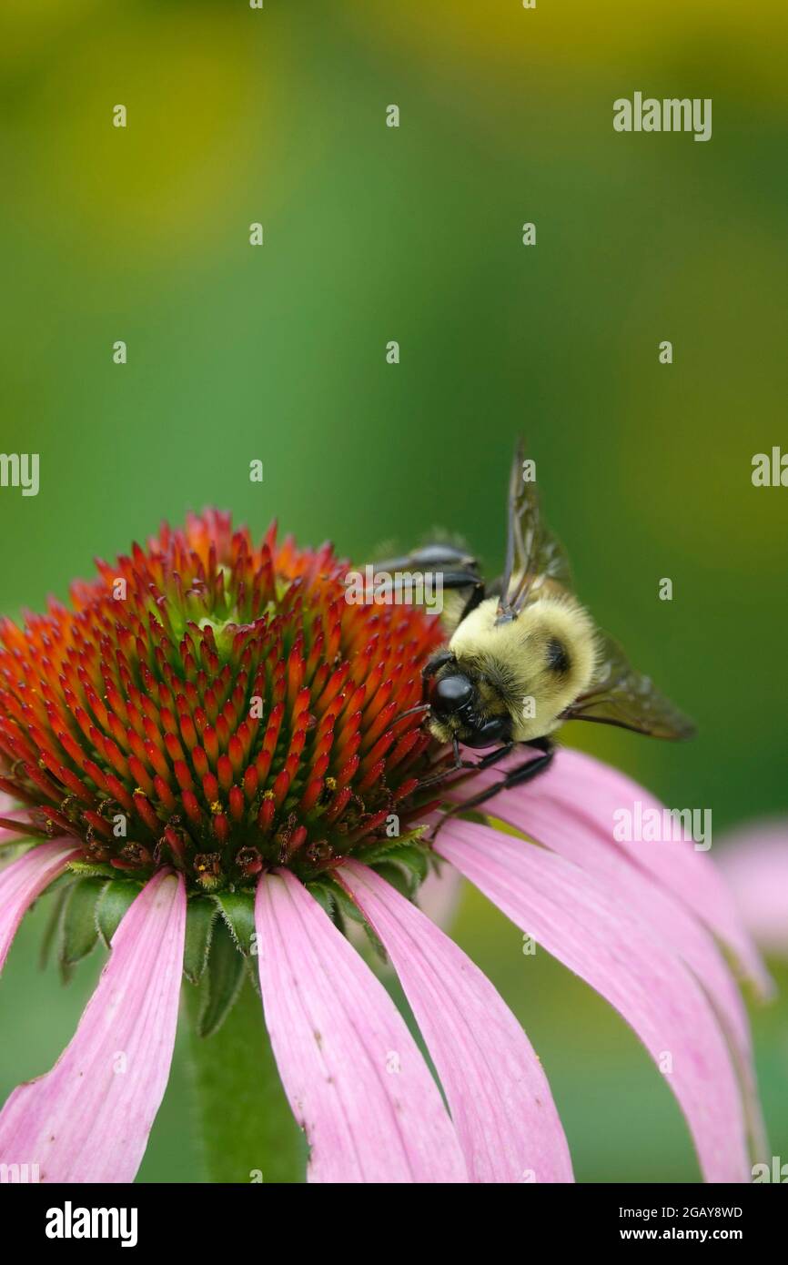 Bumble Bee che alimenta su Purple Coneflower Echinacea pianta di fioritura in un giardino Foto Stock