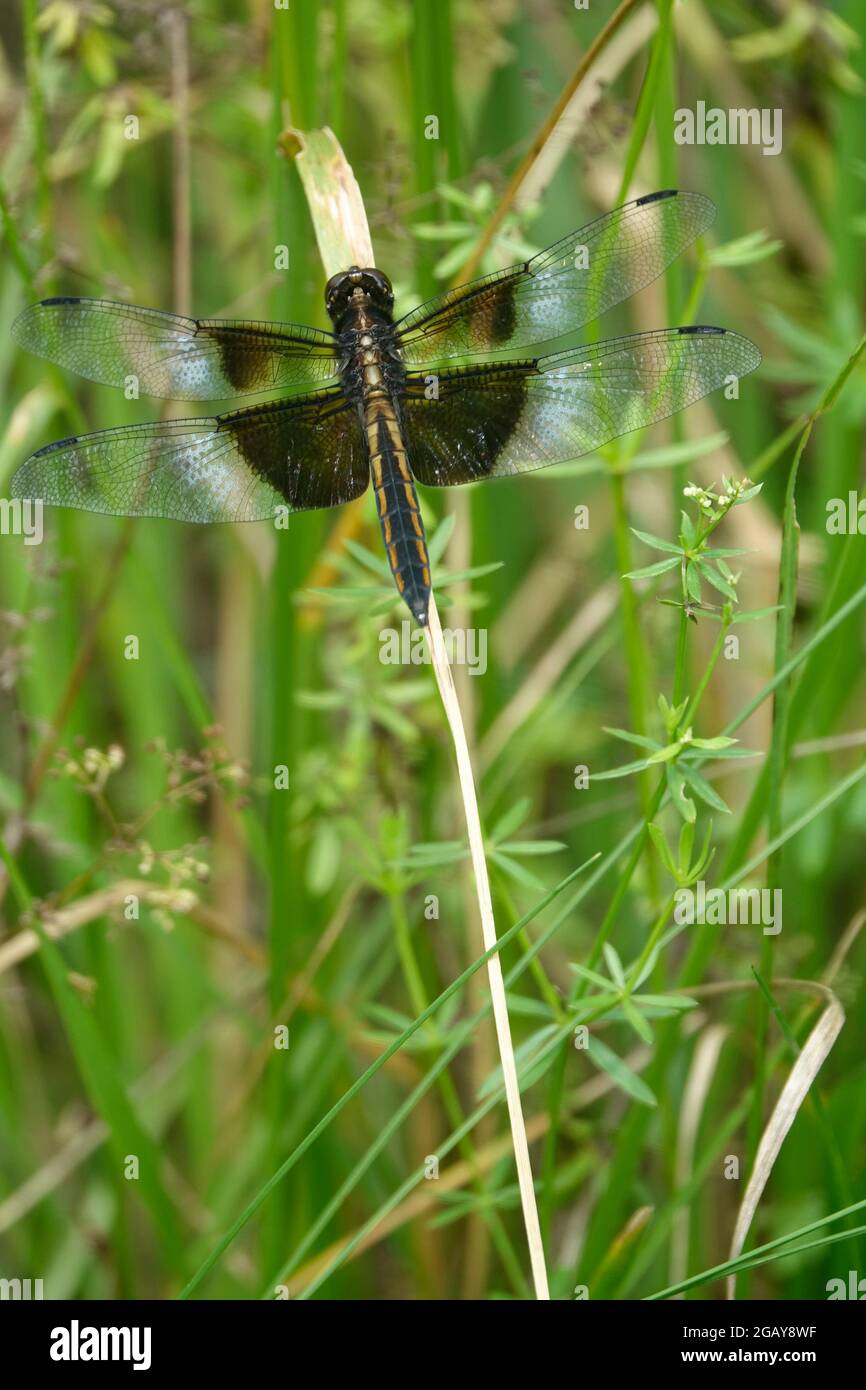 Una vedova femmina Skimmer Dragonfly Lands su una lama asciutta di erba vicino a uno stagno Foto Stock
