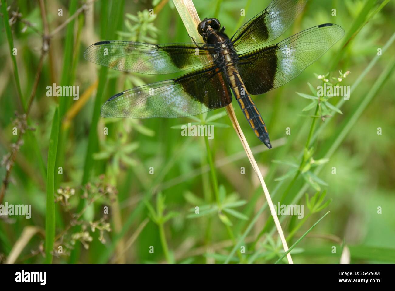 Una vedova femmina Skimmer Dragonfly Lands su una lama asciutta di erba vicino a uno stagno Foto Stock