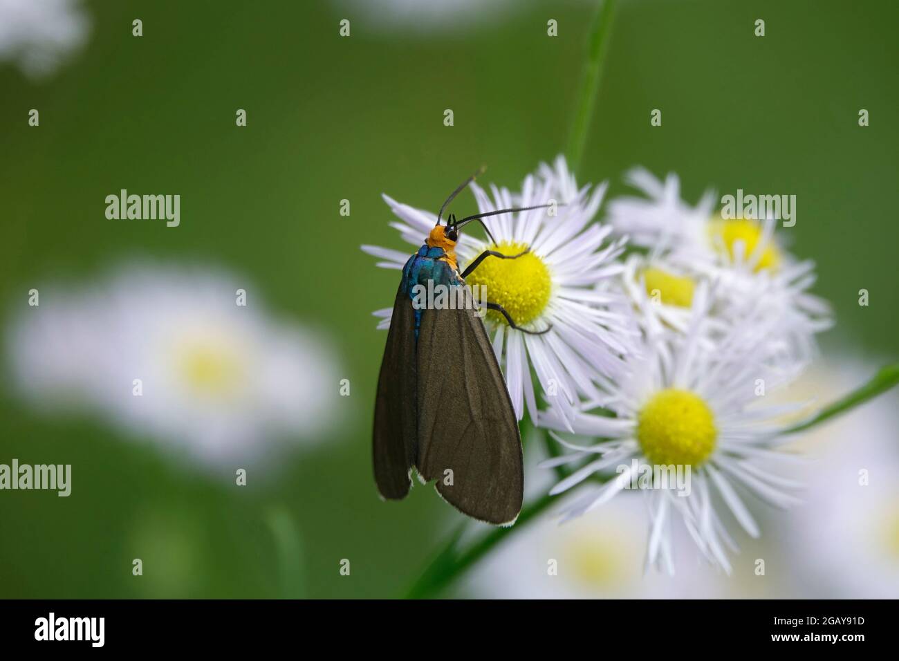 Un atterraggio di Virginia Ctenucha Moth su un fiore di Philadelphia Fleabane Foto Stock