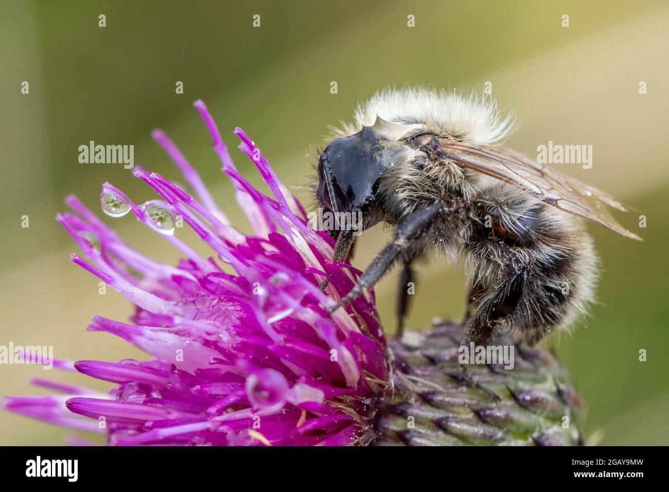 Ape comune di carder (Thoracobombus pascuorum), faccia rivestita in acqua, bere nettare da un thistle, Burley Moor, West Yorkshire, Regno Unito fauna selvatica Foto Stock