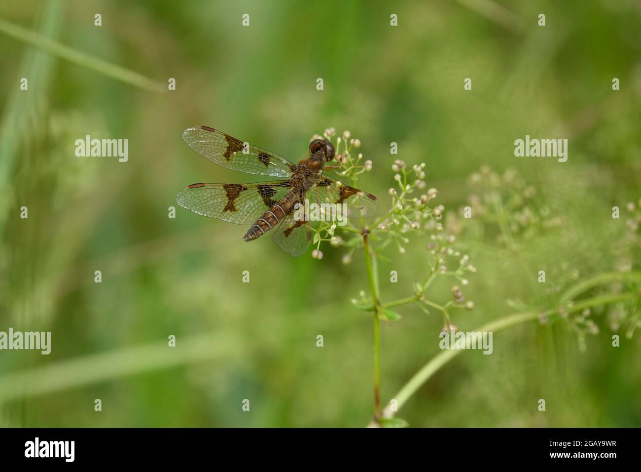 Donna orientale Amberwing Dragonfly tenero riposa su una pianta fiorita con sfondo verde Foto Stock