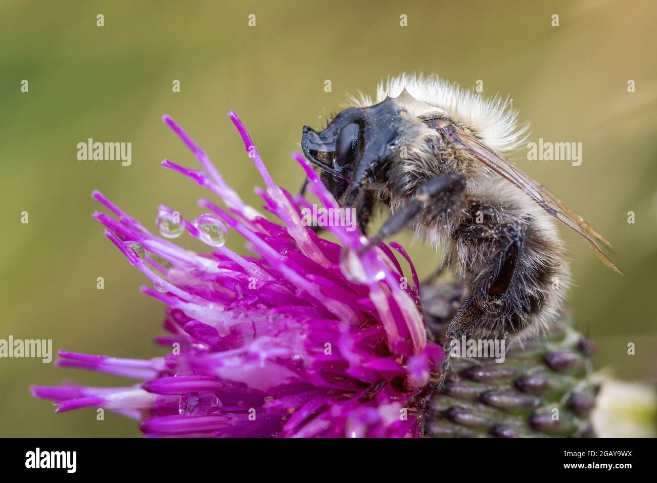 Ape comune di carder (Thoracobombus pascuorum), faccia rivestita in acqua, bere nettare da un thistle, Burley Moor, West Yorkshire, Regno Unito fauna selvatica Foto Stock