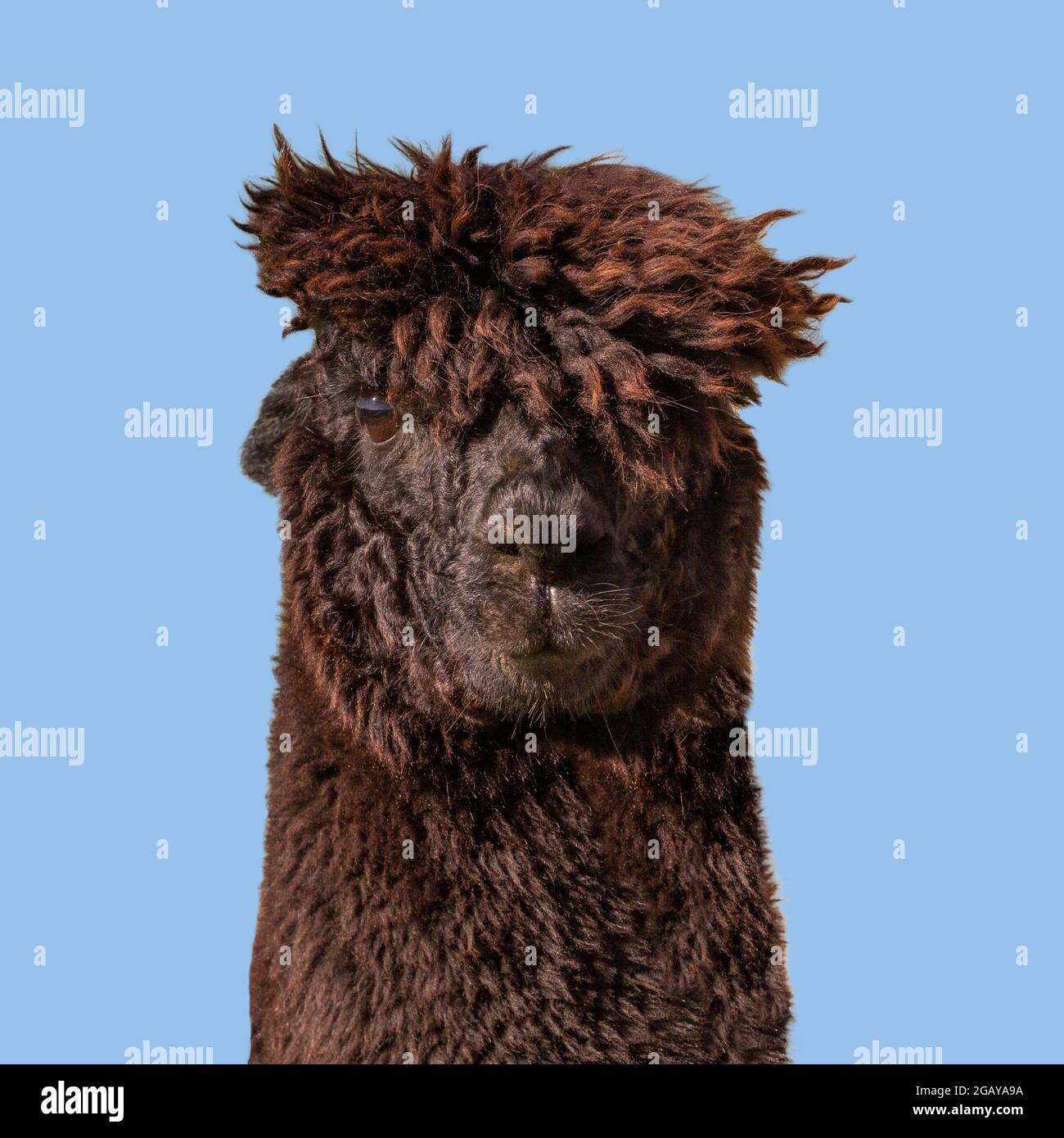 Black lama immagini e fotografie stock ad alta risoluzione - Alamy