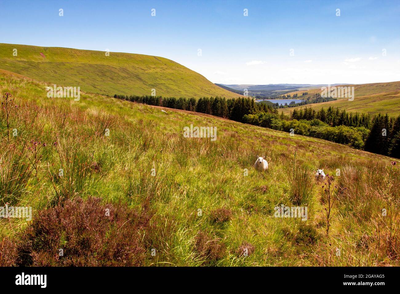 Brecon Beacons, Galles, Regno Unito. Un sentiero che percorre la cima della Pen y Fan e del Corn Du. Foto Stock