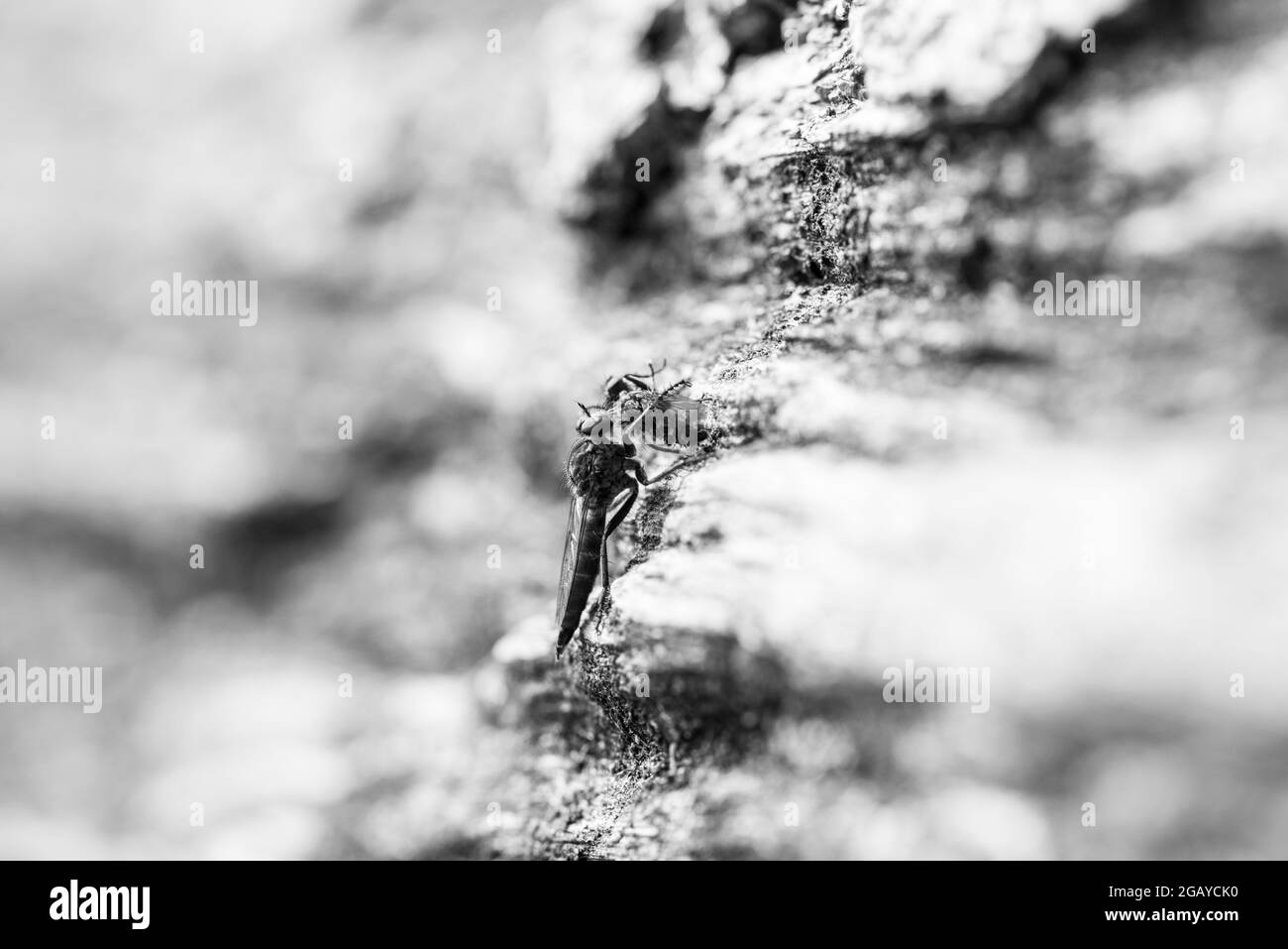 Robberfly (Machimus sp.) Foto Stock