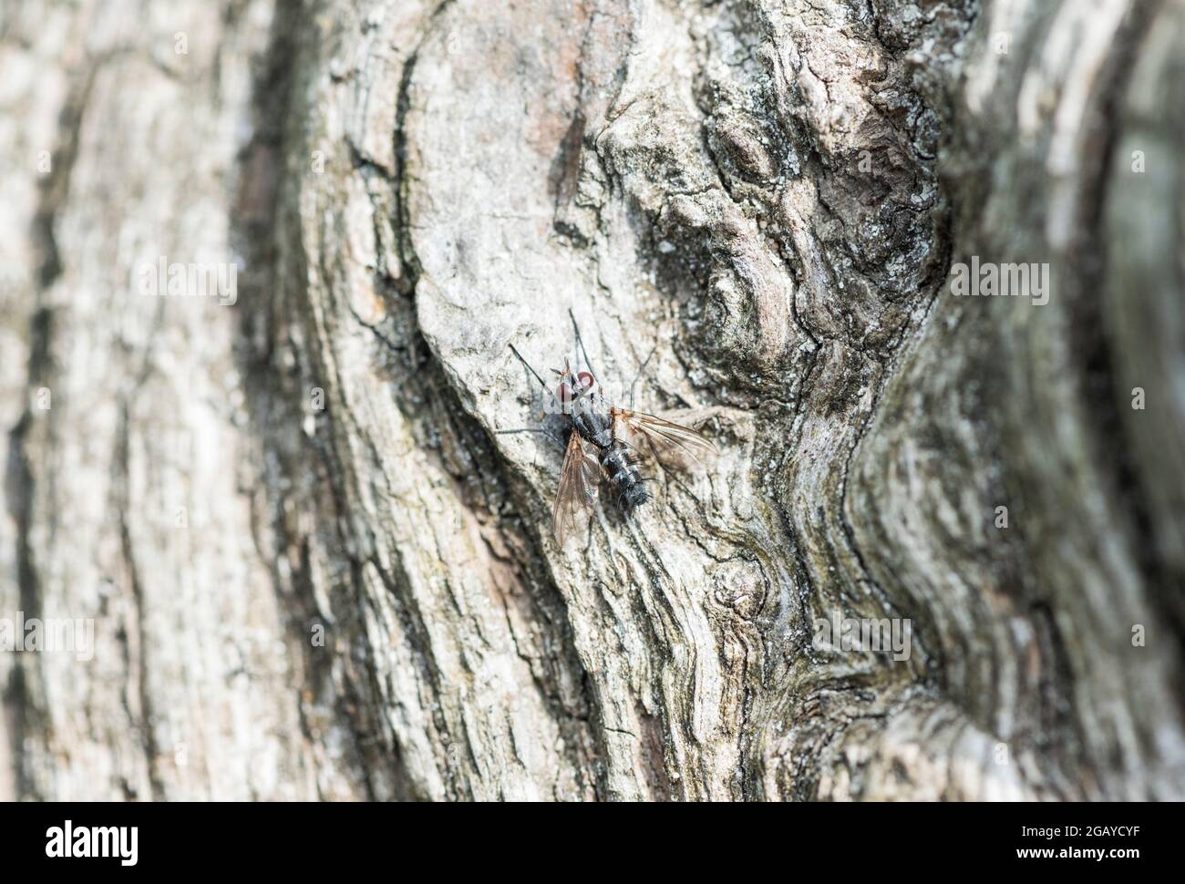 A riposo volare, credo che sia un volo tachinide, ma potrebbe essere sbagliato... Foto Stock