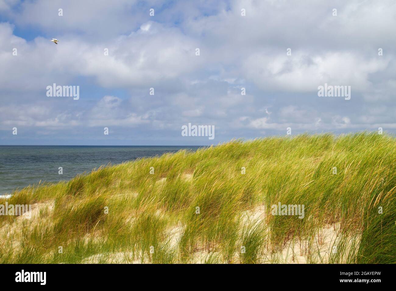 Erba sulla spiaggia dune di sabbia, Dunes of Texel National Park paesaggio, Frisian Islands Foto Stock