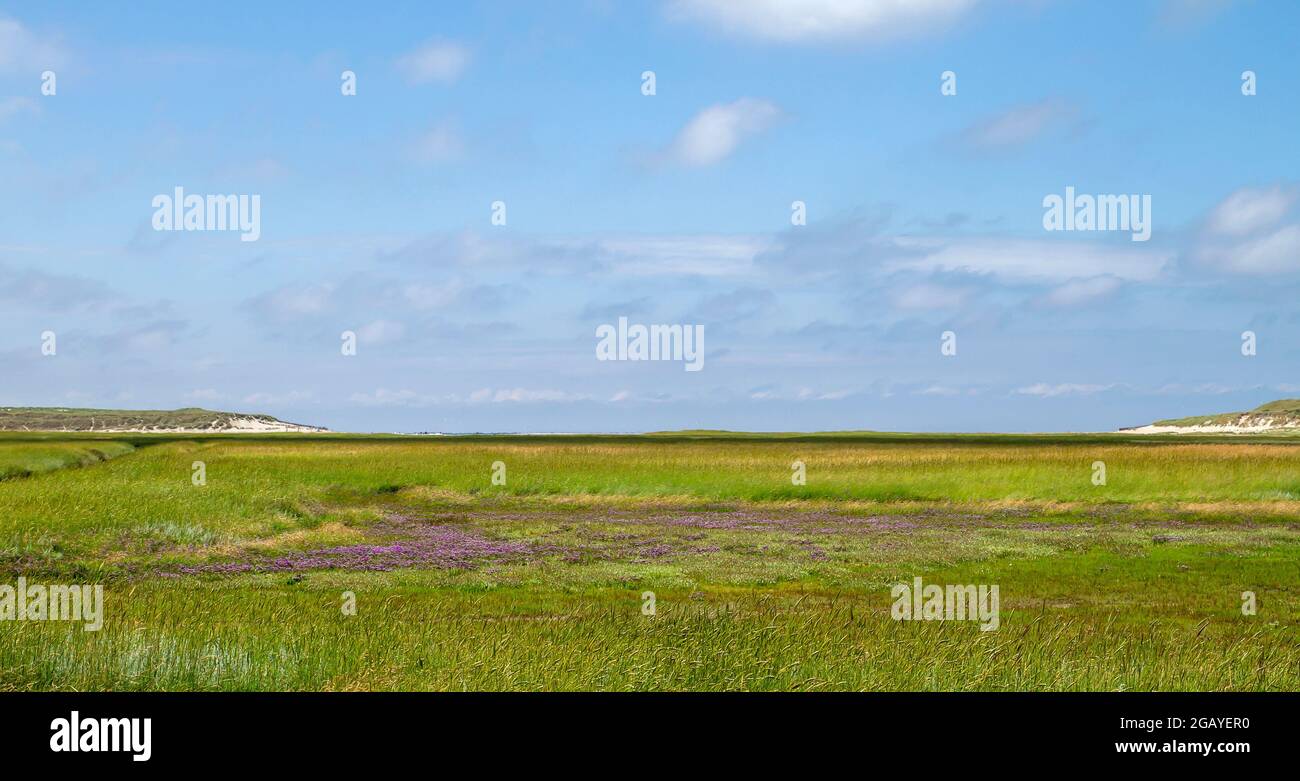 Paesaggio primaverile con fiori viola lavanda di mare fioriti in una paludosa della riserva naturale De Slufter, Parco Nazionale Duinen van Texel nella isl Foto Stock