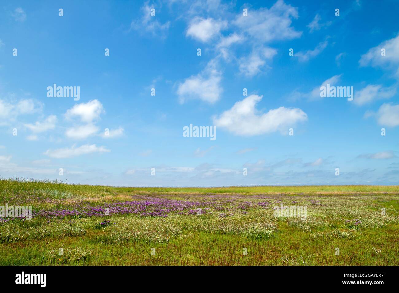 Paesaggio primaverile con fiori viola lavanda di mare fioriti in una paludosa della riserva naturale De Slufter, Parco Nazionale Duinen van Texel nella isl Foto Stock