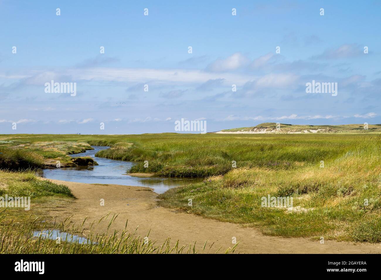 Paesaggio paludoso nella riserva naturale di De Slufter, Parco Nazionale Duinen van Texel nell'isola di Texel, Olanda del Nord, Paesi Bassi Foto Stock