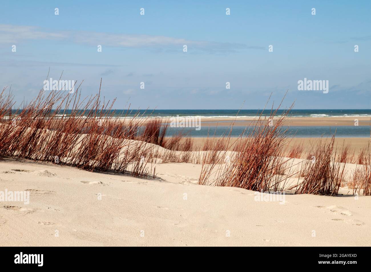 Erba rossa nelle dune di sabbia della spiaggia nel Parco Nazionale di Dunien van Texel, Mare del Nord, Olanda Foto Stock