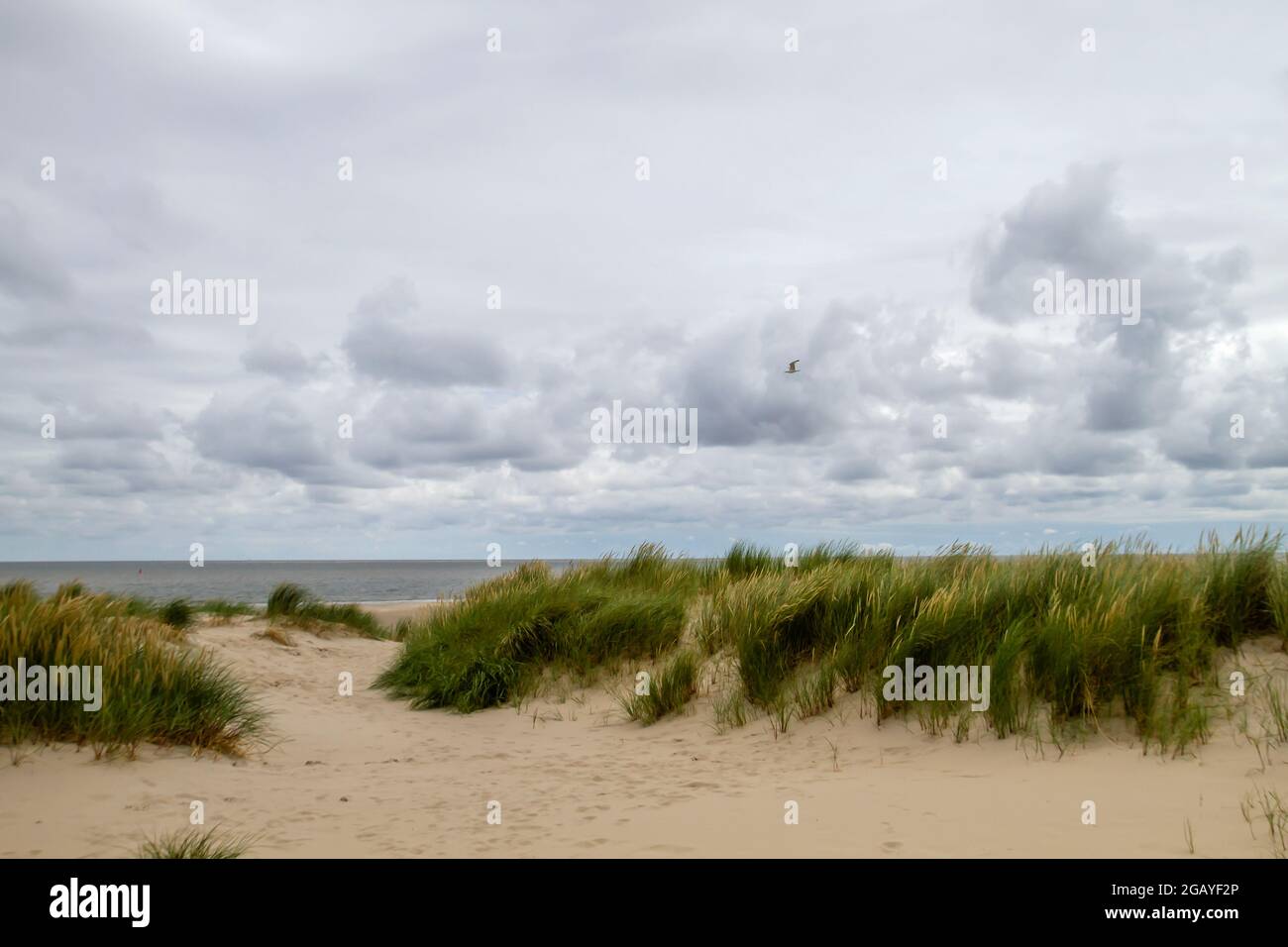 Dune di Texel National Park paesaggio, Isole Frisone Foto Stock