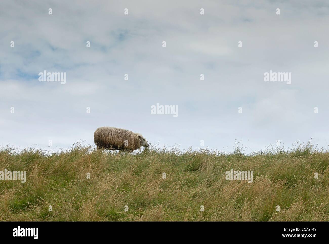 Pecore Texel che pascolano nella prateria delle dune Foto Stock