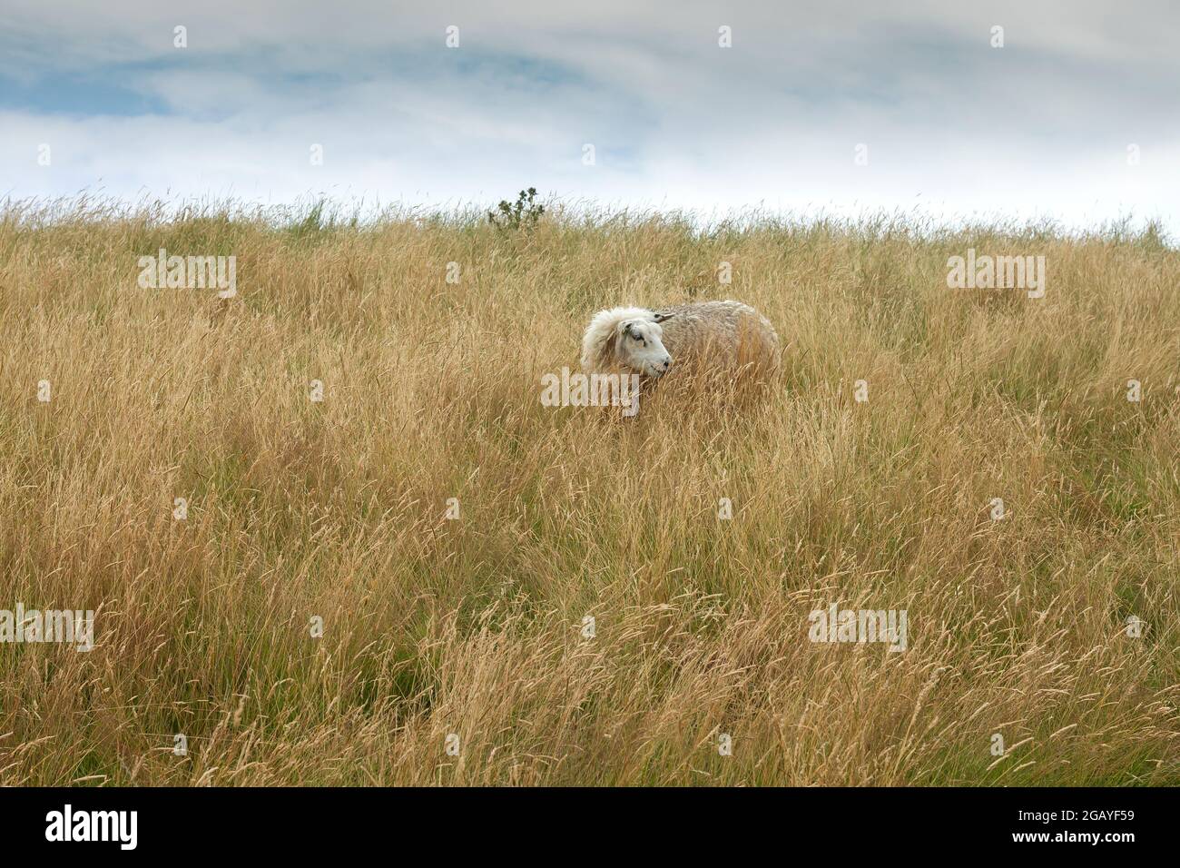 Pecore Texel che pascolano nella prateria delle dune Foto Stock