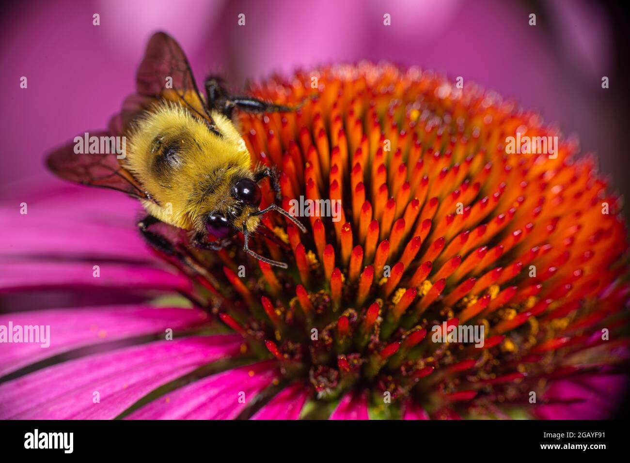 Un bumble Bee (Bombus griseocollis) con cintura marrone che raccoglie polline da un leuflower di Echinacea. Foto Stock