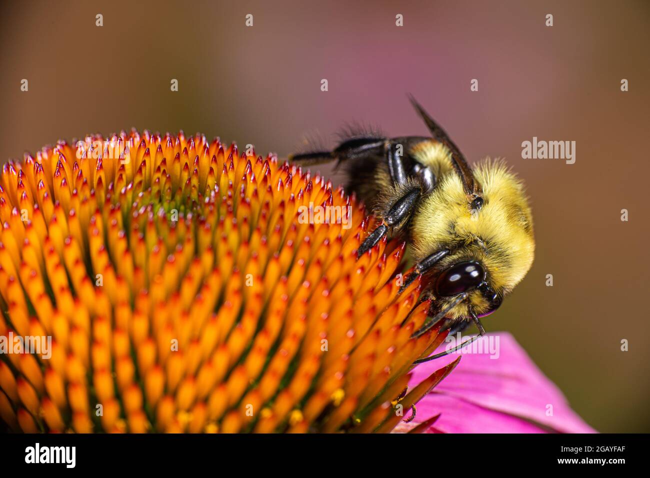 Un bumble Bee (Bombus griseocollis) con cintura marrone che raccoglie polline da un leuflower di Echinacea. Foto Stock
