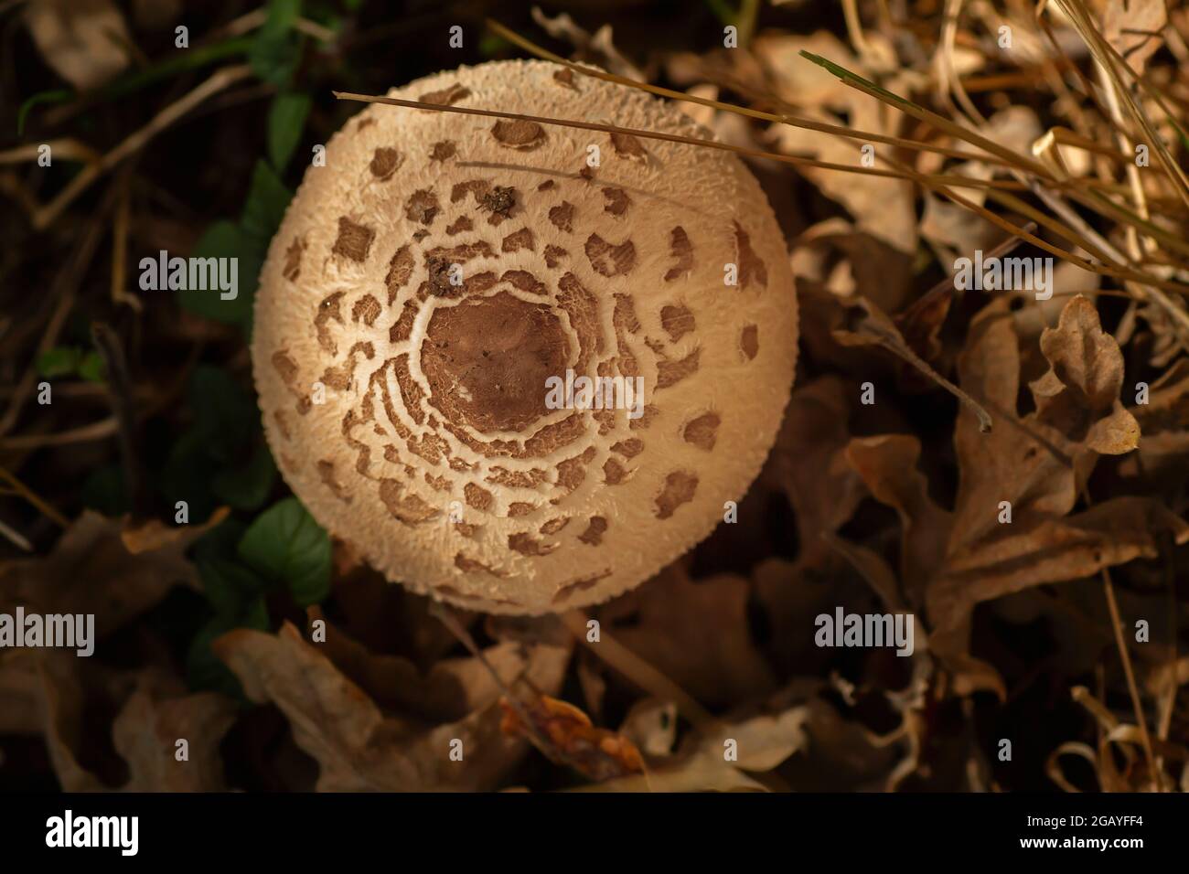 Vista dall'alto del Macrolepiota procera o del cappello dei funghi parasoli Foto Stock