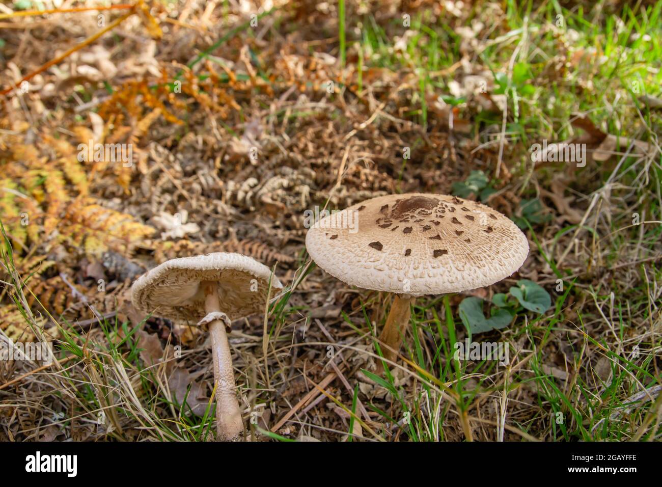 Macrolepiota procera o funghi parasoli che crescono selvaggi nella foresta autunnale Foto Stock