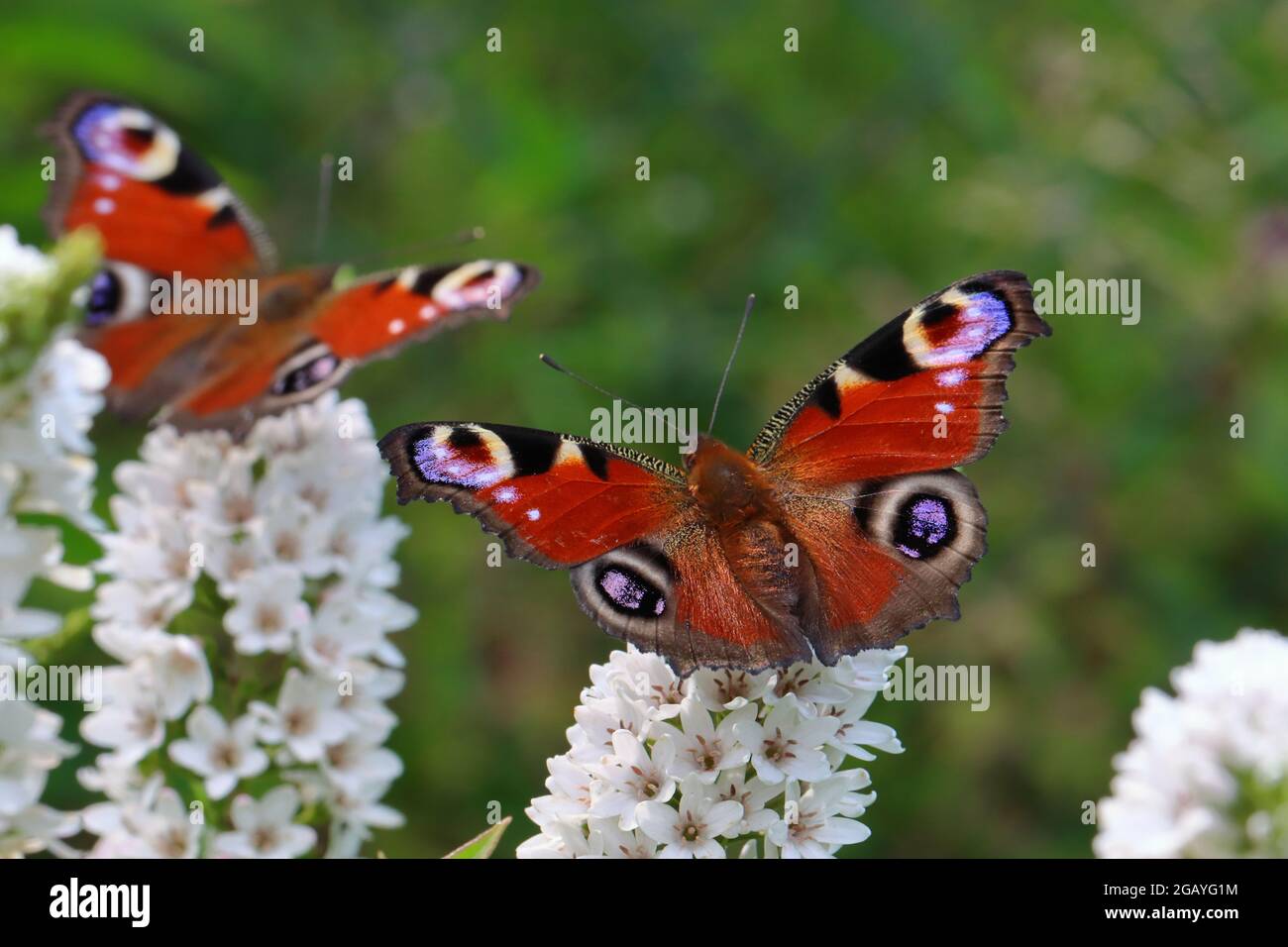 due farfalle di pavone sono in visita a un fiore di losewlife collo d'oca Foto Stock