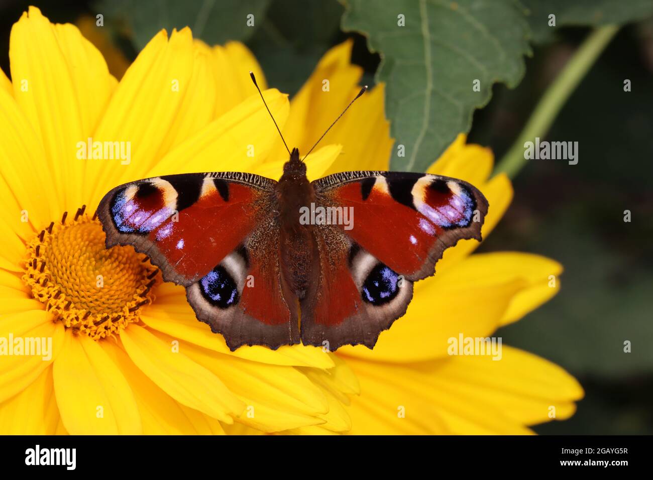 una farfalla di pavone poggia su un girasole perenne Foto Stock