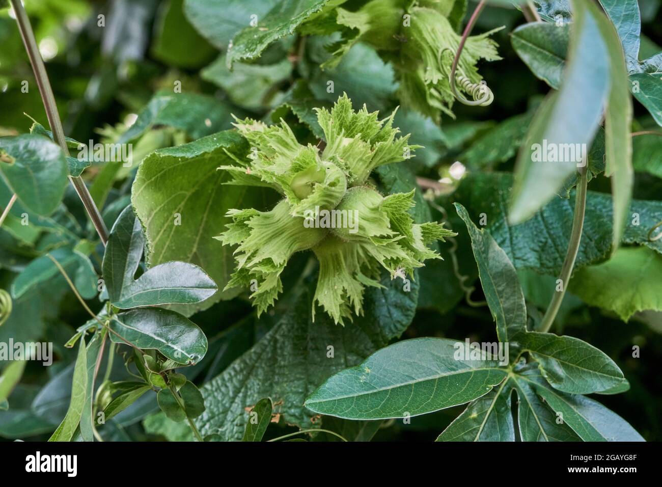 Corylus avellana o comune nocciolo crescente nocciole dettaglio Foto Stock