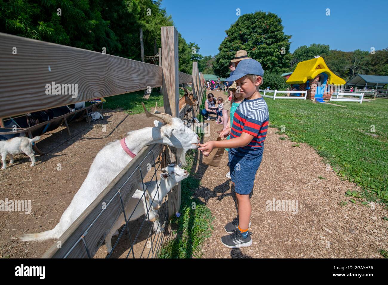 Un ragazzo nutre una capra in una fattoria per bambini in Howard County Maryland USA Foto Stock