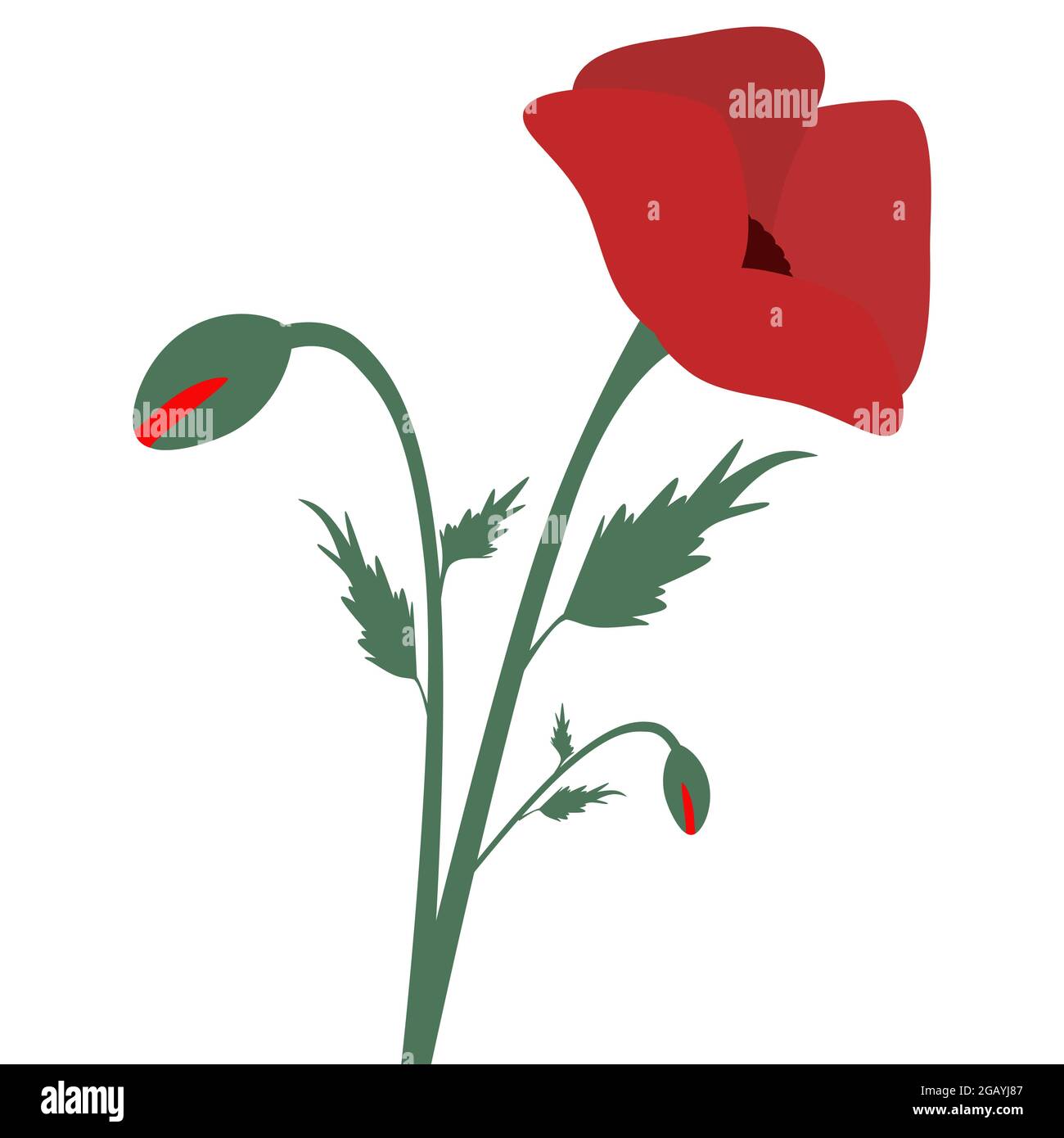 Papaveri rossi Fiore e gemme. Elemento di disegno per il giorno della memoria, giorno dell'Anzac. Illustrazione vettoriale isolata su sfondo bianco Illustrazione Vettoriale