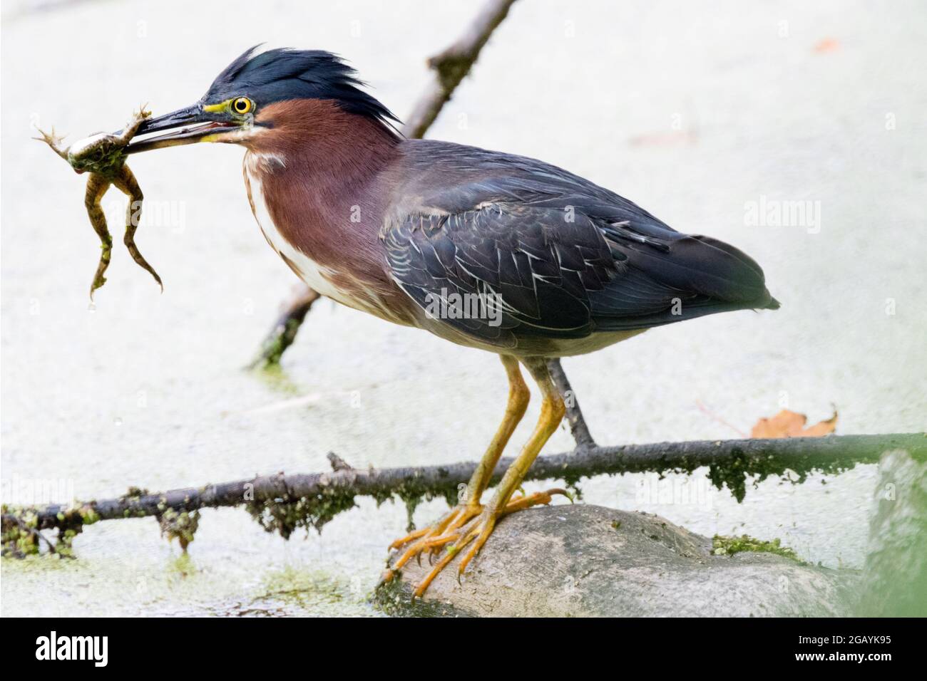 Un Green Heron cattura una rana per la cena nell'Ontario sudoccidentale, Canada. Foto Stock