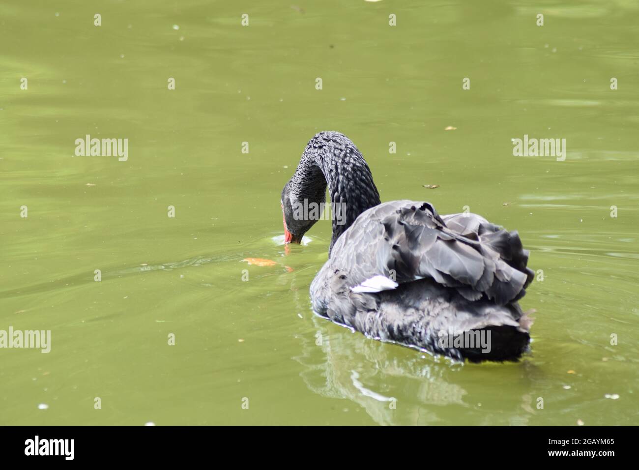 Black Swan nuoto flapping ali sul lago Foto Stock