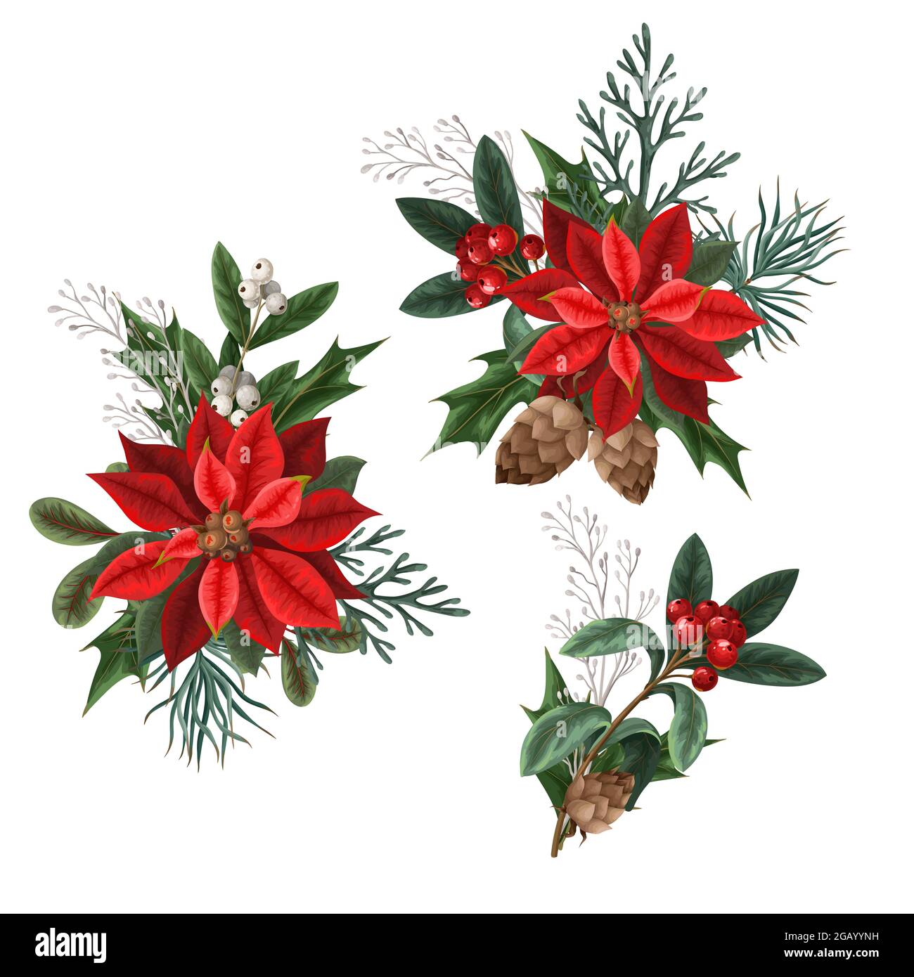 Bacche botanici, pini e foglie per il disegno di Natale isolato Immagine e  Vettoriale - Alamy