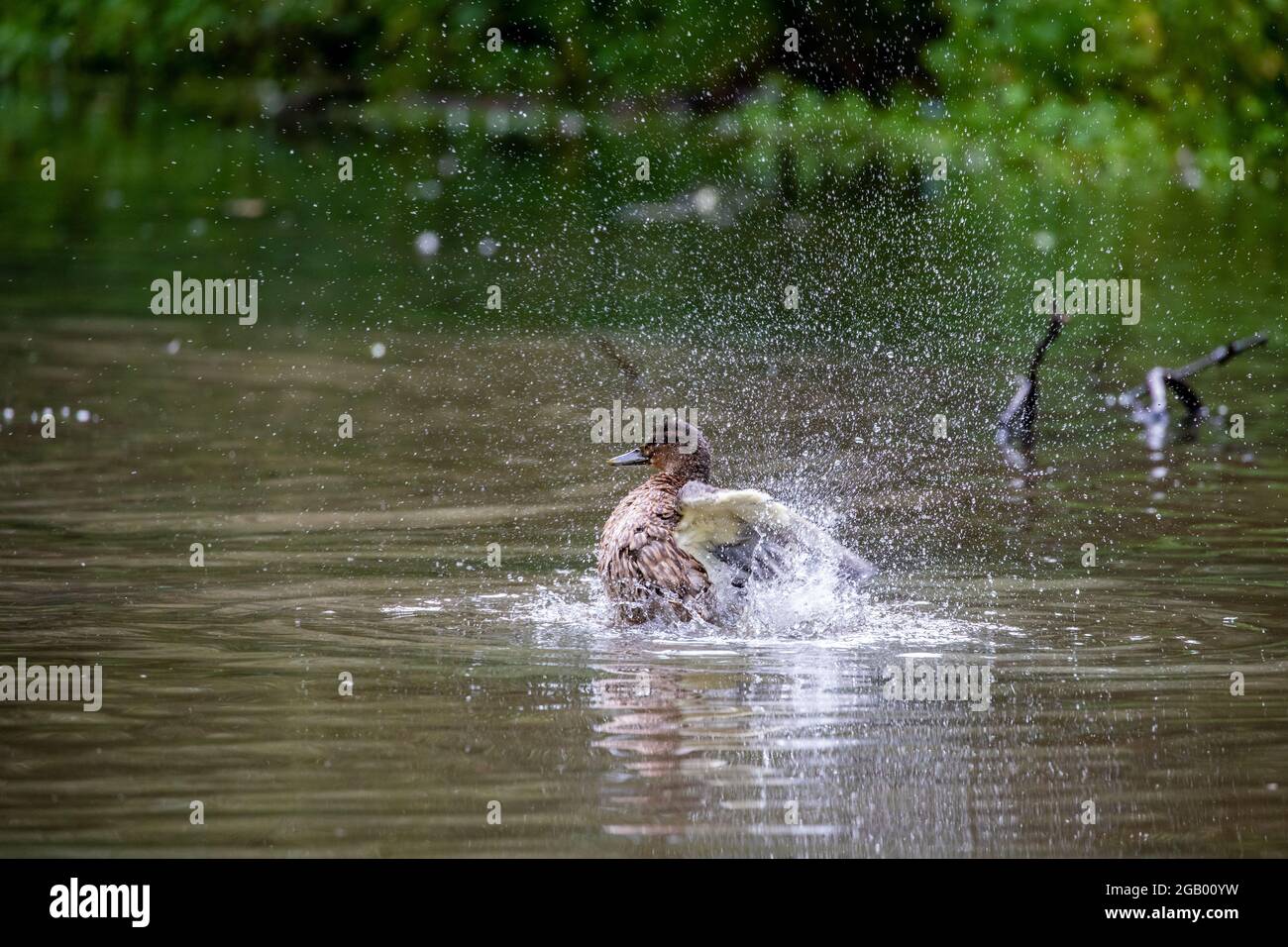 Femmina Mallard [ Anas platyrhynchos ] spruzzi in stagno Foto Stock