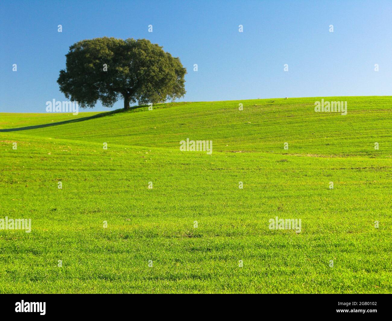 Lecci isolati su campo verde con cielo blu nella Dehesa de Extremadura Foto Stock