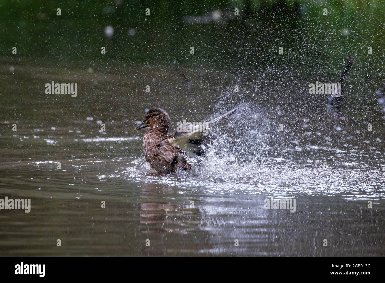 Femmina Mallard [ Anas platyrhynchos ] spruzzi in stagno Foto Stock