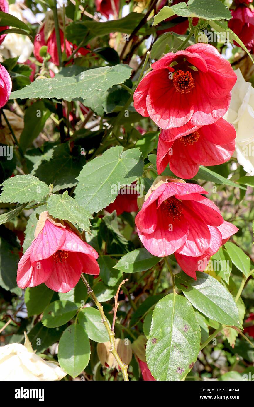 Abutilon ‘Aphrodite’ Lanterna cinese Aphrodite – fiori rosa scuro a forma di campana e foglie di acero, giugno, Inghilterra, Regno Unito Foto Stock